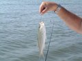 2009-09 Hemi Fishing